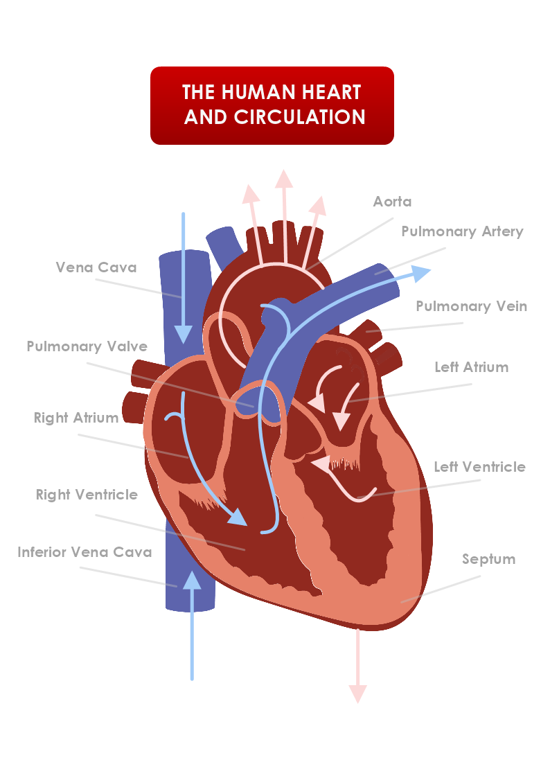 human heart biology
