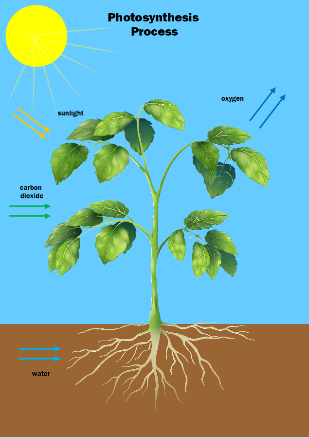 Photosynthesis Process Template Mydraw